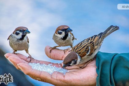 طلب الرزق، أحكامه، والآيات والروايات الحاثة عليه