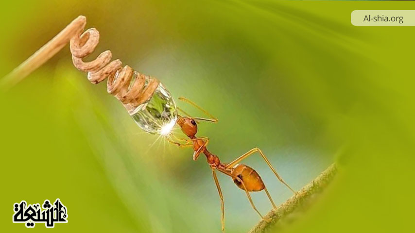 طلب الرزق، وأسباب زيادته في الآيات والروايات